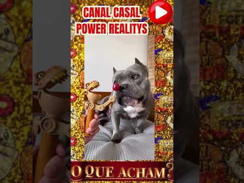 PITBULL QUERENDO PIRULITO  #casalpowerrealitys  #amoraosanimais