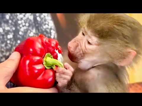 Ангелина с Люсей ВЕРНУЛИСЬ с ПРОГУЛКИ и едят сладкий перец!