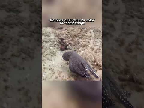 How Octopuses Camouflage