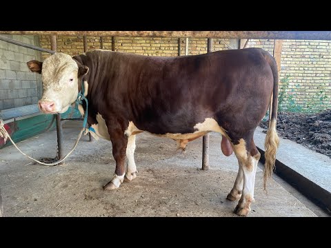 GRINFORD BUQALARI 1 YILLIK NATIJA BOQSA BOLADIMI YOKI BIZ XATO QILDIKMI KO’RING