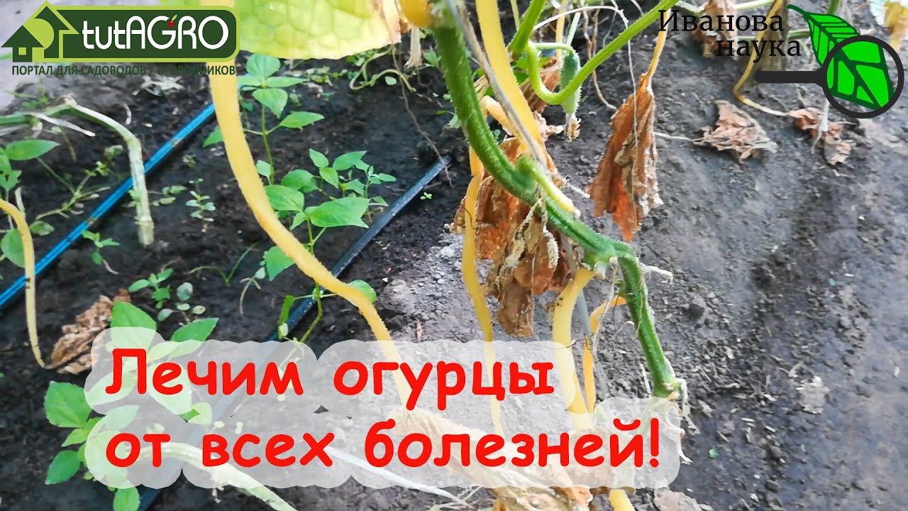 Лечим огурцы! Желтеют и высыхают листья? Вот что надо делать! Спасаем огурцы от всех болезней!