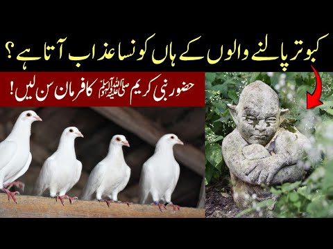 Kabootar Bad-Dua Kab Deta Hai | Kabootar Paalne Par Allah Ka Azaab | Farman e Nabvi ﷺ  | IT