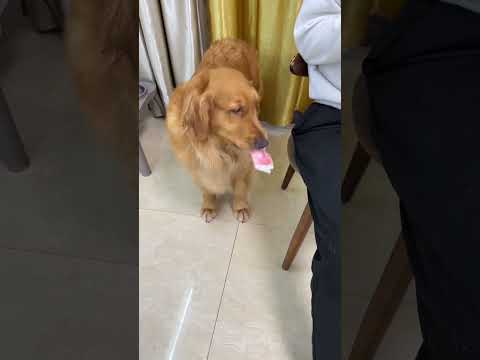 Whether you eat meat or drink soup during the Chinese New Year depends on it, dogs become sperms,
