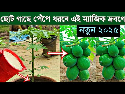 ছোট গাছে পেঁপে ধরবে এই ম্যাজিক দ্রবণে - পেঁপের দ্বিগুণ ফলন হবে -         পেঁপে চাষ পদ্ধতি