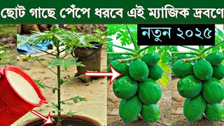 ছোট গাছে পেঁপে ধরবে এই ম্যাজিক দ্রবণে - পেঁপের দ্বিগুণ ফলন হবে -         পেঁপে চাষ পদ্ধতি