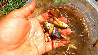 Great! Scooping fish with a net catches a lot of fish in rice fields in Vietnam