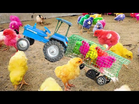 Miniature Tractor Trolley Toy Vs Murgi Hen Chicks - Beautiful Gallina Pet Chicks in field