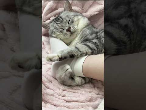Emotional death of cat ?