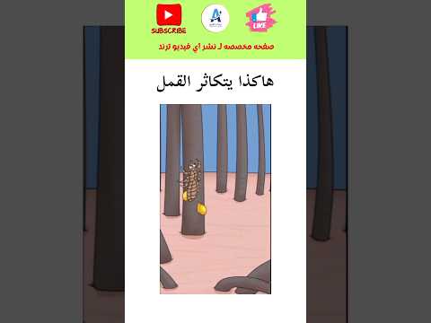 هاكذا يتكاثر القمل في الشعر #اكسبلور