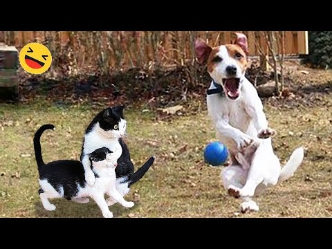 Funny Dogs And Cats Videos 2023 😅 - Best Funniest Animal Videos Of The week #1