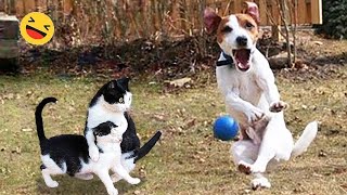 Funny Dogs And Cats Videos 2023 😅 - Best Funniest Animal Videos Of The week #1