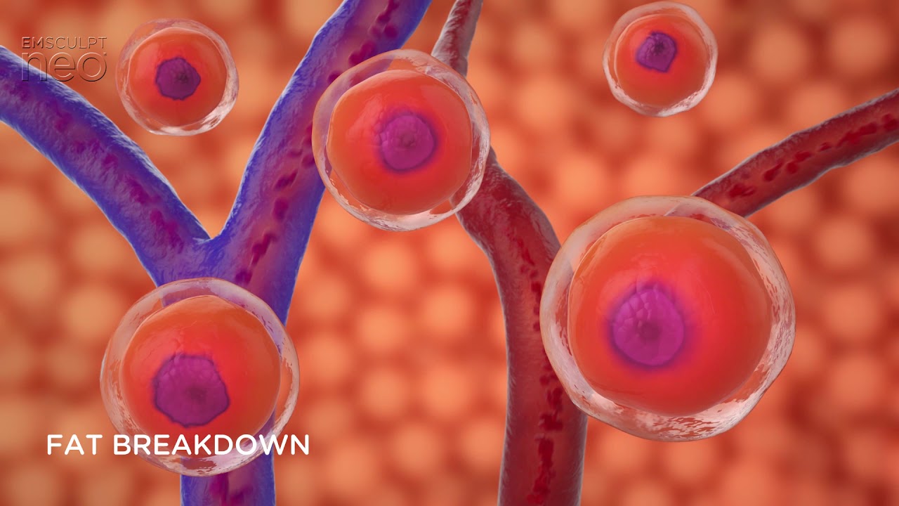 Illustration of fat cell breakdown process.