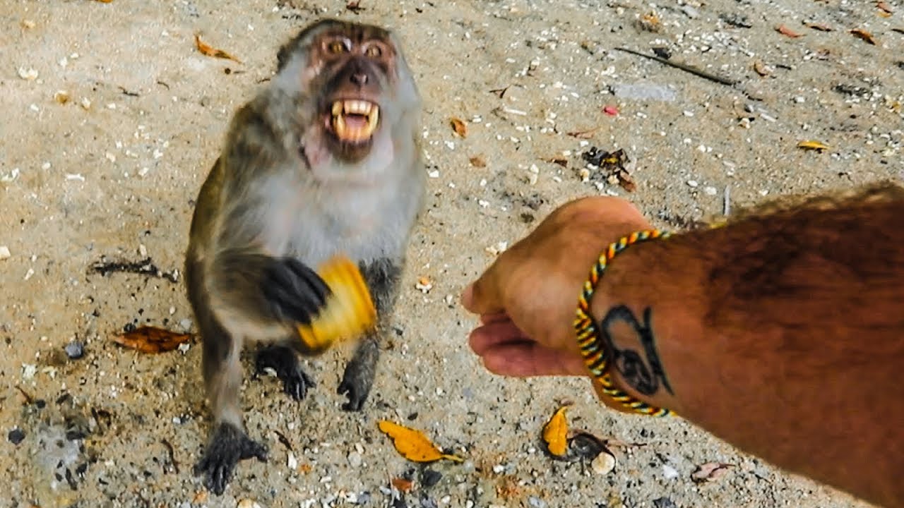 PLAYING WITH WILD MONKEYS (Bad Idea)