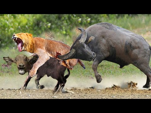 The Lion's Shameful Failure Before The Buffalos - Lion vs Buffalo