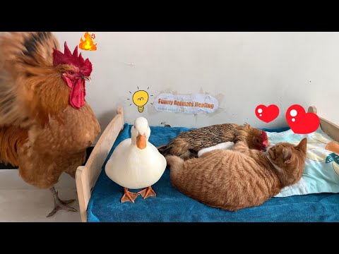 So funny! The hen fell in love with the cat! The rooster and the duck were very angry! So healing!