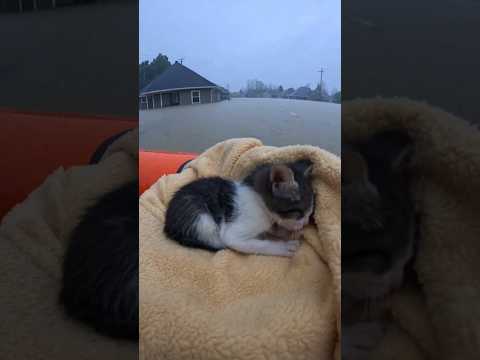 rescue these cat's in flood ๐ฟ๐