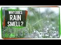 The Science of Rain's Aroma