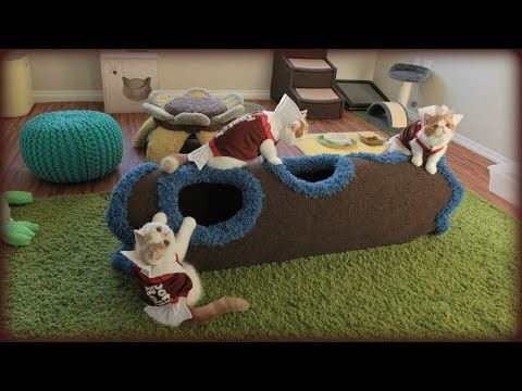 Rare Tootsie Rolls Kittens Celebrate Halloween With Super Cuteness!