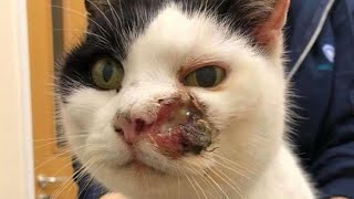 Massive Botfly Maggot Removed From Cat's Nose (Part 133)