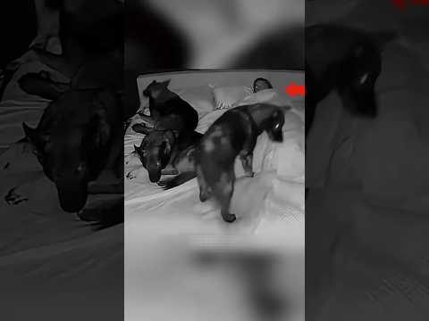 The brave dogs stood up to PROTECT their owner ๐จ๐ฅ๐ถ #animals #dogs #interesting