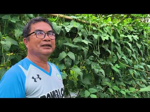 MATUBIG NA LUPA, GANITO LANG ANG GAWIN - SITAW FARMING | D' GREEN THUMB
