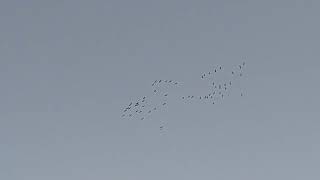 Der Frühling kommt ❗ Die Kraniche sind da❗🕊   25.02.2026, 18.06 Uhr. 