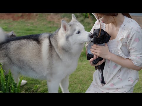 ハスキーの熱烈歓迎にびっくり！保護犬との初めてのご対面