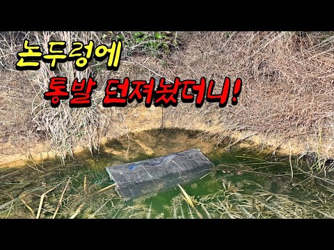 좁은 논두렁 온 국민이 좋아하는 보양식을 통발로 잡아서 먹어보자!!