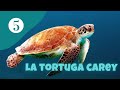 Hawksbill Turtle Knowledge Assessment
