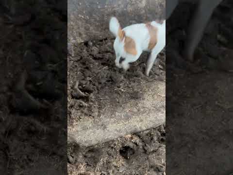 Rats everywhere. Terriers ratting .. mayhem !!!! Part 2