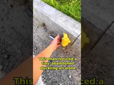 Rescuing a Duckling | You Wonโt Believe How It Ends๐๐ฅน #duckling #rescue