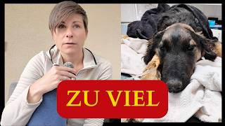 Ich habe den Tierschutz unterschätzt – was in den letzten 2 Wochen passiert ist