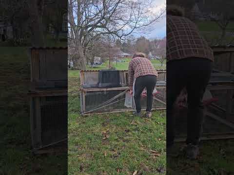 Moving the chickens to new pasture #backyardchickens