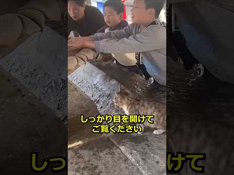 野良猫に水をやる生徒