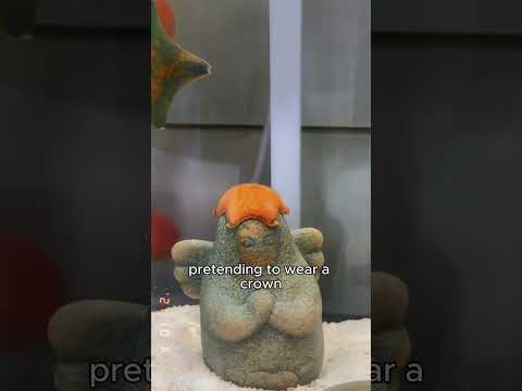 The starfish that loves playing with balls.#shortvideo #healing #starfish #funny #cute 