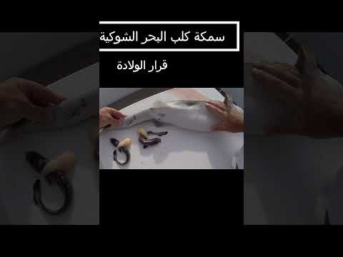 قرار الولادة للسمكة قبل  ذبحها وتلد الأجنة؟@with.zaituna #shortsyoutube