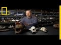 Short-Faced Bear and Its Prey