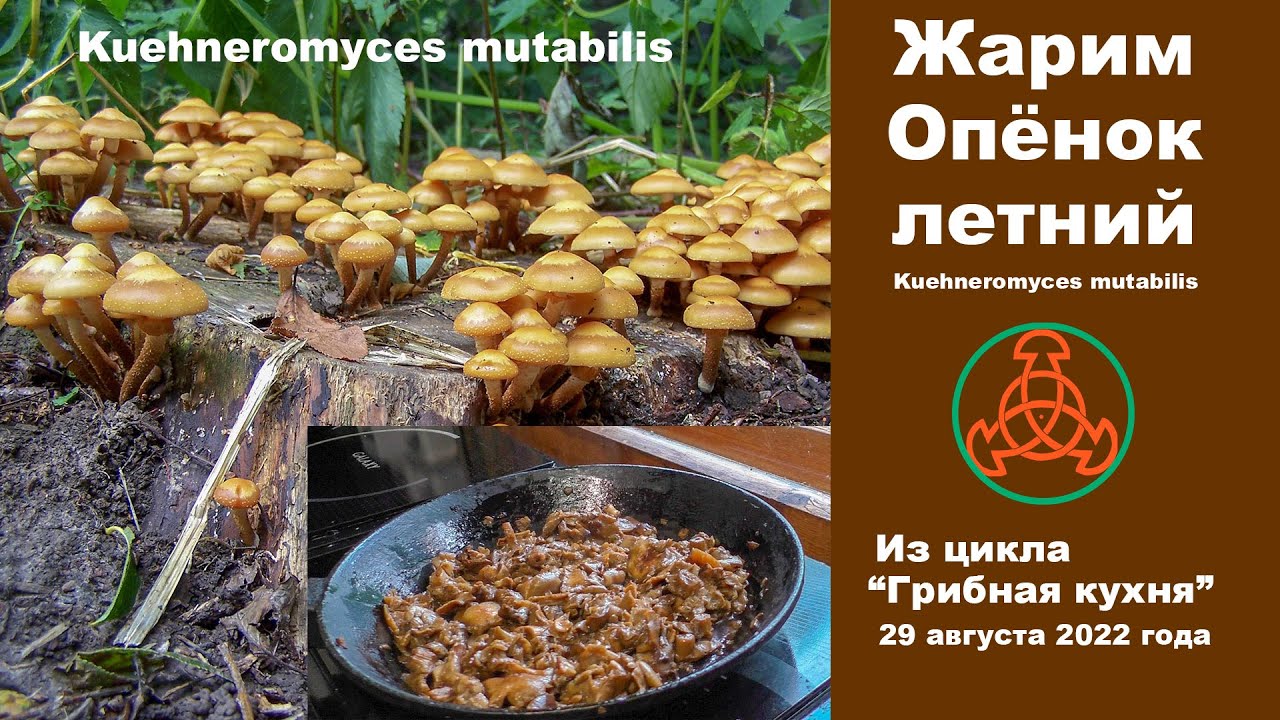Жарим Опёнок летний! Грибная кухня 29 августа 2022 года