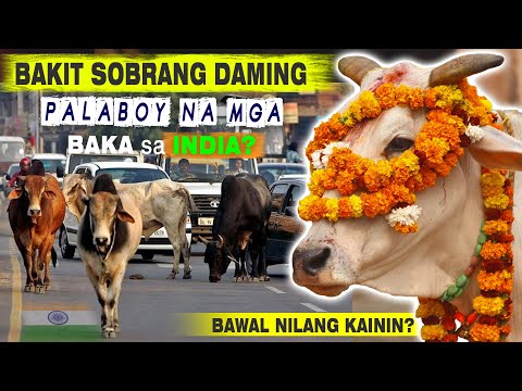 Bakit Napakaraming Palaboy Na Baka Sa India? - 5 Million Cows