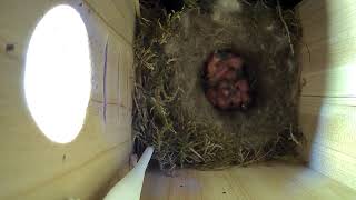 Live nestbox | Great tit |  Slottet Micro Farm