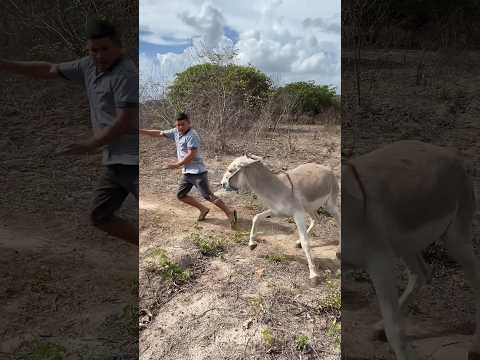 Mim segue ai gente pra mais vídeos #shorts #comedia