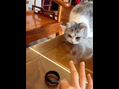 Are Cats Don't have Reflexes💀 #Shorts#cats