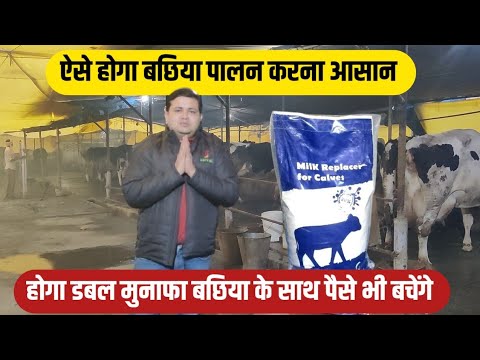 अब सर्वल कंपनी बछिया पालन में कर रही है मदद/calf milk replacer/dairy farm business/calf rearing