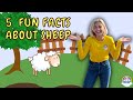 Sheep Behavior and Anatomy