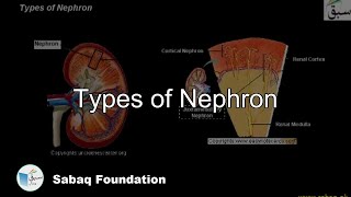 Types of Nephron