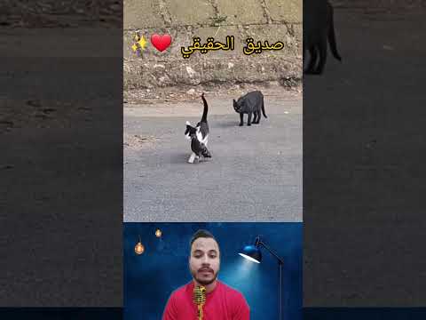 صديق الحقيقي #عشقالطبيعه #عالم_البرية #عالم_الحيونات #الحيونات_البرية #القطة #الحمام #الحيونات