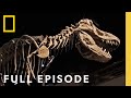 Dinosaur Discoveries and Insights