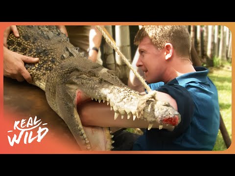 Inside The World Of Crocodile Wranglers: Rare Footage