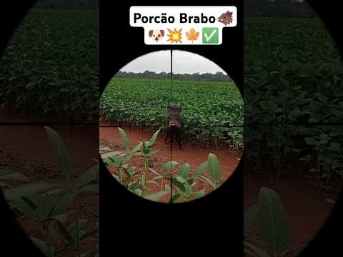 PORÇÃO SAIU EM CIMA🐗🐶💥 #aventuras #caçada #carabina #carabinapcp #foryou #dove #sniper #porção #mato