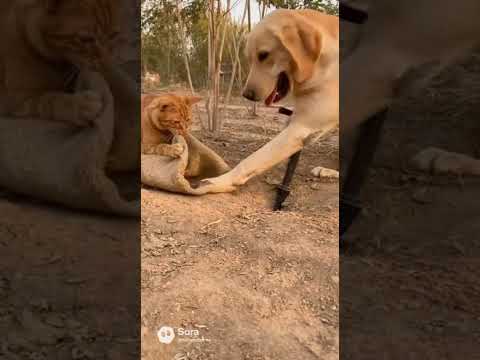 Dog "Pumps" Bag! ? Cat Catches Escaping Mice!
